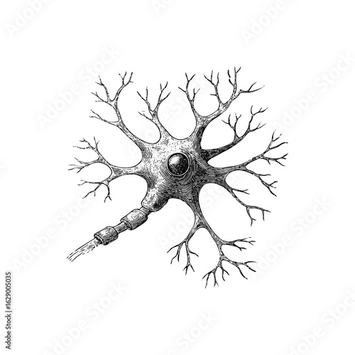 Engraving style illustration of a neuron cell with axon and dendrites in black and white on transparent background – Scientific vector for neuroscience textbooks, educational charts, and medical infog