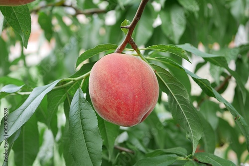 完熟したモモの実20250701