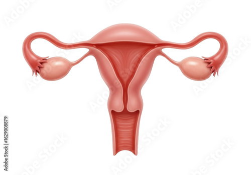 Wallpaper Mural Human uterus and ovaries anatomical illustration isolated on transparent background Torontodigital.ca