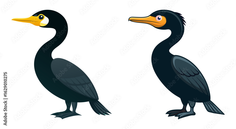 Fototapeta premium Set of cormorant bird vector illustration design