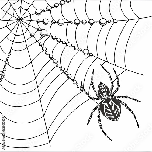 Black And White Detailed Spider Illustration On A Web
