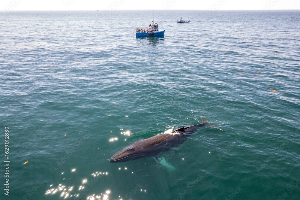 Fototapeta premium Whale
