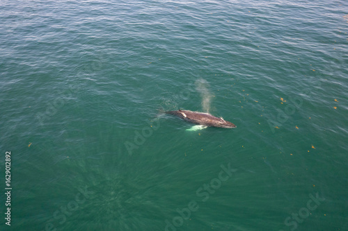 Whale