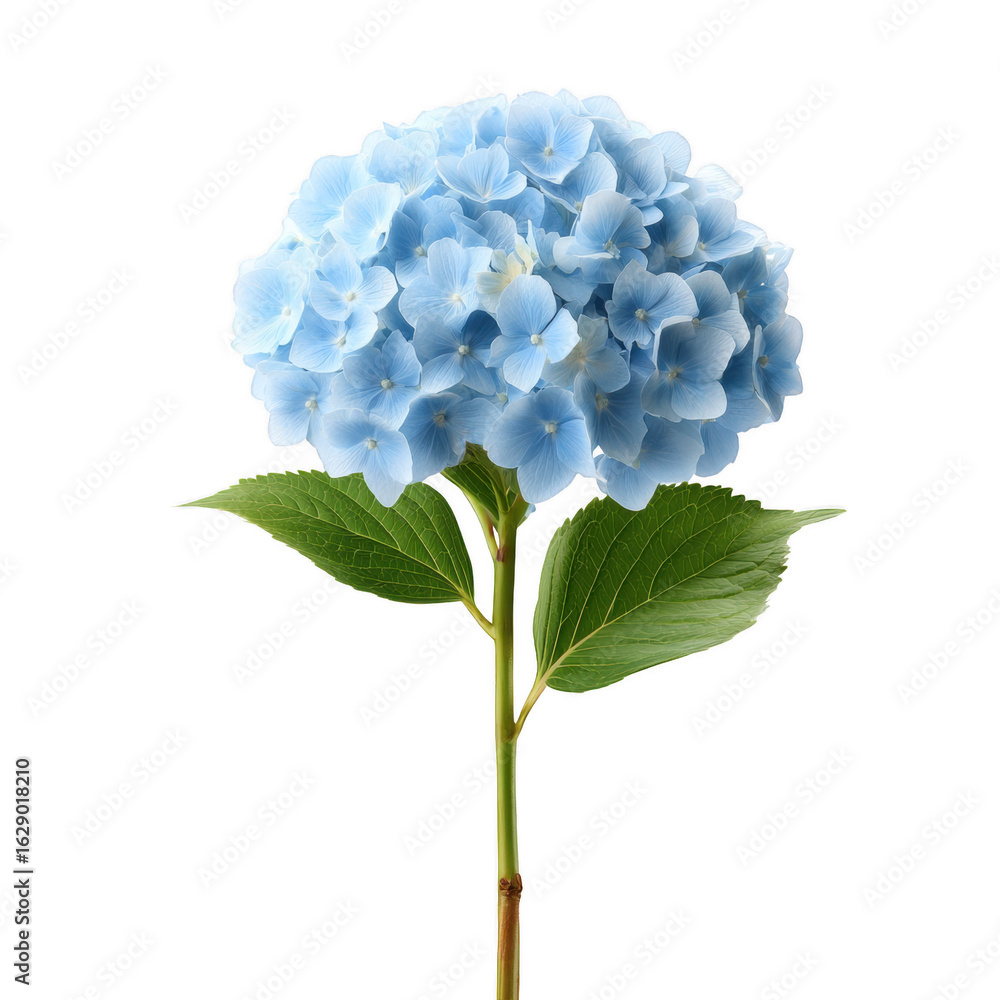 A beautiful blue hydrangea flower with lush green leaves, isolated on a white background, showcasing its delicate petals and vibrant color, ideal for decorative or botanical uses. A beautiful blue hydrangea flower with lush green leaves, isolated on a white background, showcasing its delicate petals and vibrant color, ideal for decorative or botanical uses.