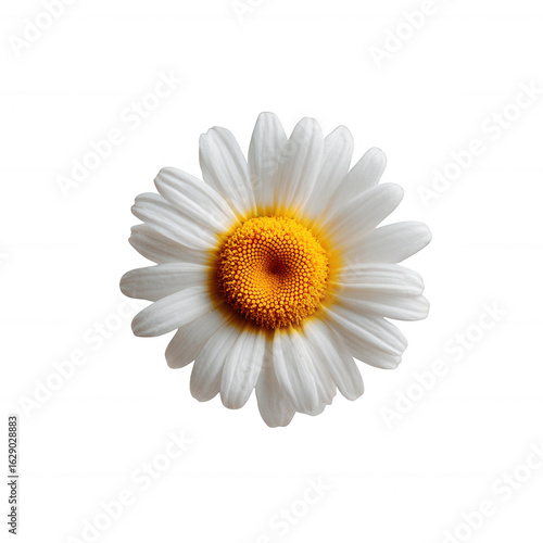 A vibrant daisy flower with white petals and a bright yellow center on a white isolated background.