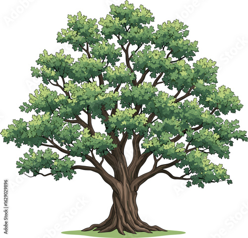 Large mature tree realistic drawing, green foliage, strong brown trunk, detailed botanical nature design, flat vector.eps