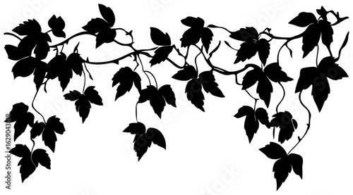 Virginia creeper vine corner border silhouette
