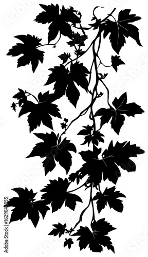 Virginia creeper vine decoration silhouette