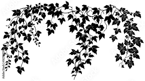 Virginia creeper vine decoration silhouette