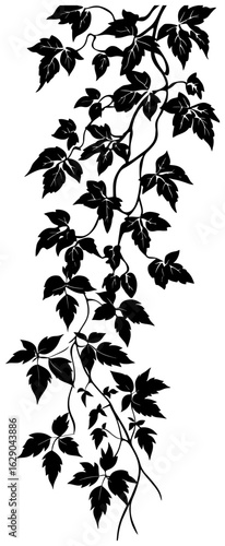 Virginia creeper vine decoration silhouette