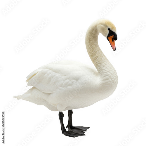 Fototapeta Naklejka Na Ścianę i Meble -  White swan with orange beak isolated on transparent background