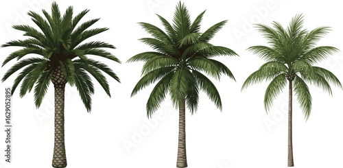  Realistic tropical palm trees collection, detailed botanical greenery set for design, summer jungle landscape elements, flat vector.eps