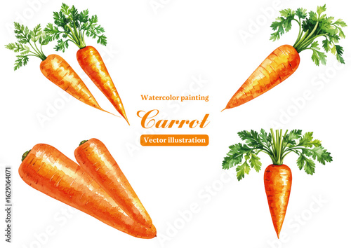 Watercolor painting carrot with white background Vector illustration	
