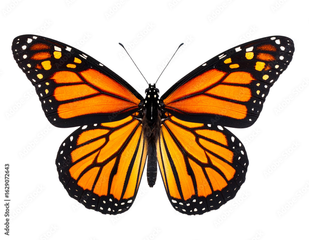Fototapeta premium Realistic Monarch Butterfly with Open Wings, Top View, Isolated on Transparent Background