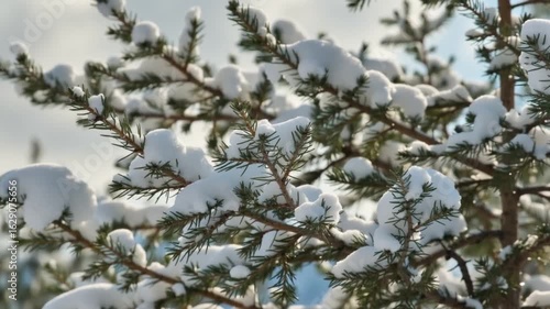 Snow-Covered Pine Branches Winter Scene