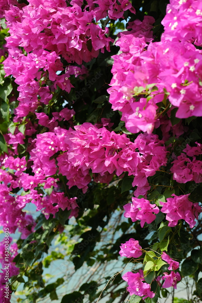 Fototapeta premium Delicate Pink Flowers of a Tropical Tree or Shrub