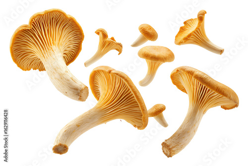Fresh chanterelle mushrooms isolated on transparent background
