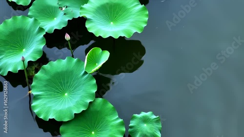Serene Lotus Pond: Tranquil Green Leaves and Water Reflections