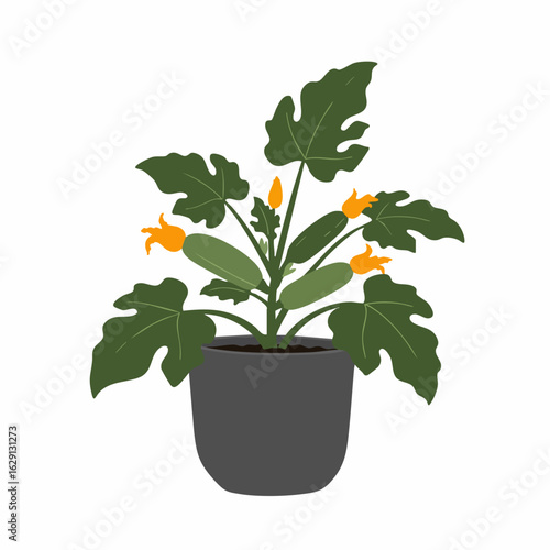 Vibrant Zucchini Plant in a Dark Gray Pot with Blossoms