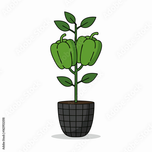 Cartoon green bell pepper plant with leaves in a black pot illustration