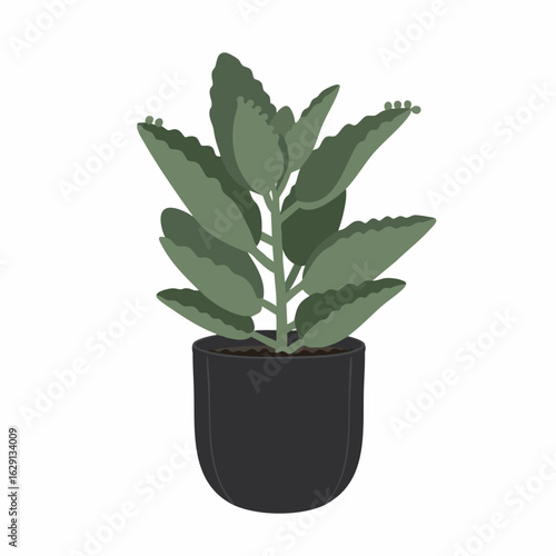 Mother of Thousands Plant with Serrated Leaves in a Dark Pot