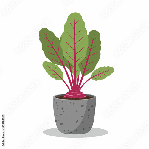 Vibrant Beetroot Plant in Grey Pot, Detailed Illustration