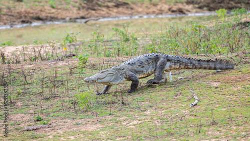 A mugger crocodile moves while urinating in the grass bank at Yala National Park, Sri Lanka. 