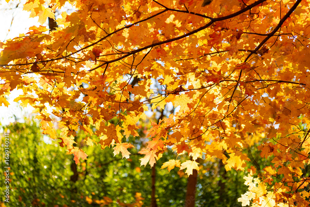 Fototapeta premium Autumn nature forest. Orange and yellow fall leaves. Fall season colors. Nature in autumn. Fall weather outdoor. Leaves in autumn nature forest. Fallen leaves. Forest walk