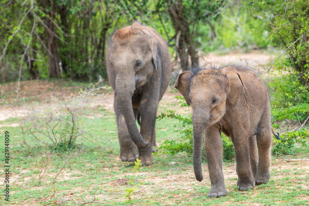 Fototapeta premium A playful calf and a juvenile elephant walk together in their natural habitat. 
