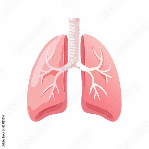 Anatomical illustration of the human lungs and trachea depicted in a stylized, clean vector graphic style with a white background.