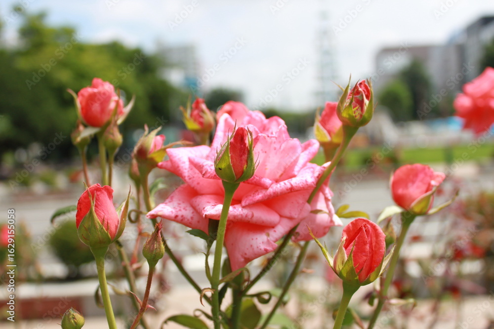 red roses red roses