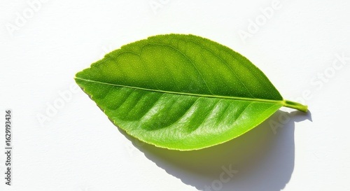 Fresh Green Coffee Leaf with Natural Light on White Background