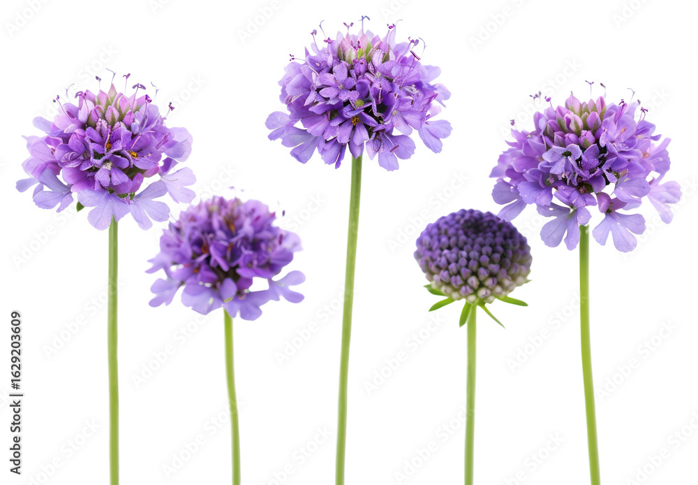 Obraz premium PNG Purple flowers on white background