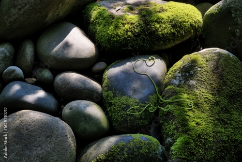 Moss covered rocks and vine in sunlight