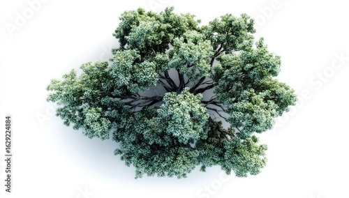 Intricate Canopy of a Blooming Tree, Isolated Aerial Top-Down View
