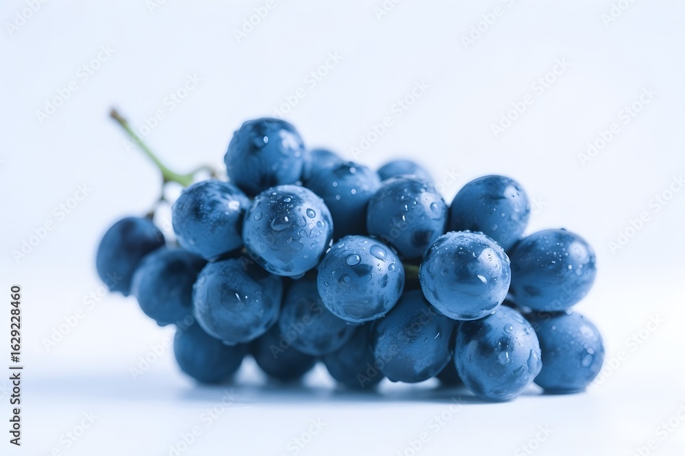 Fototapeta premium Blue wet grapes bunch isolated on white background
