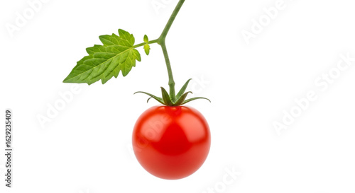 Single ripe red tomato with green stem and leaves fruit vegetable Vector illustration of isolated on a transparent background