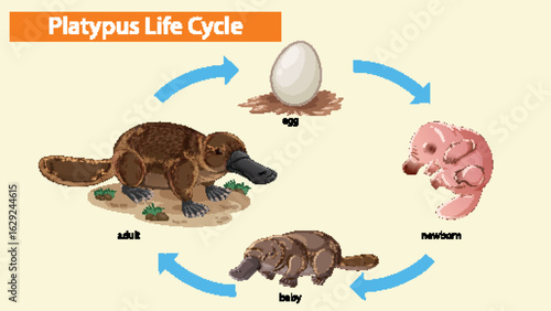 Platypus Life Cycle Stages Illustrated in Vector Art