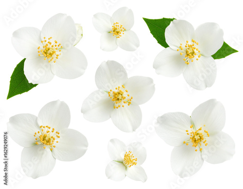 Realistic 3D Jasmine Floral Decoration Set