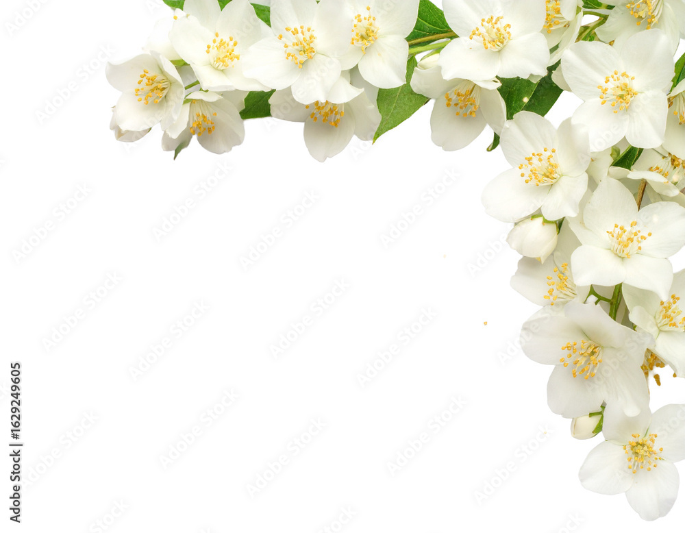 Obraz premium Elegant Jasmine Flowers with Light Sparkles