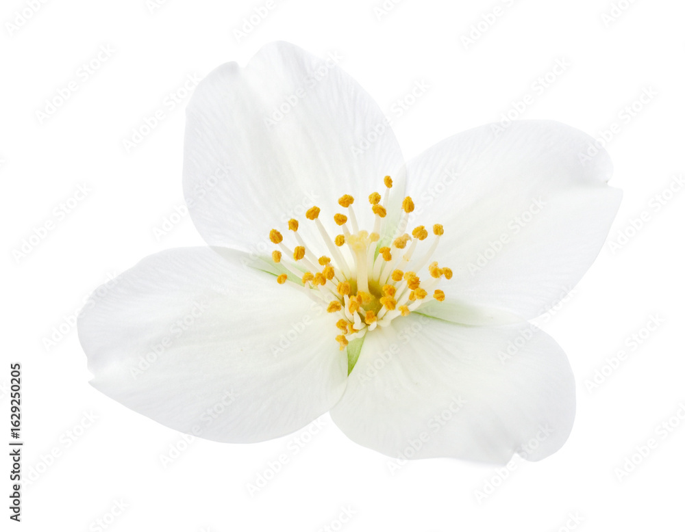 Fototapeta premium Realistic Jasmine Flower with Soft Glow and Drop Shadow