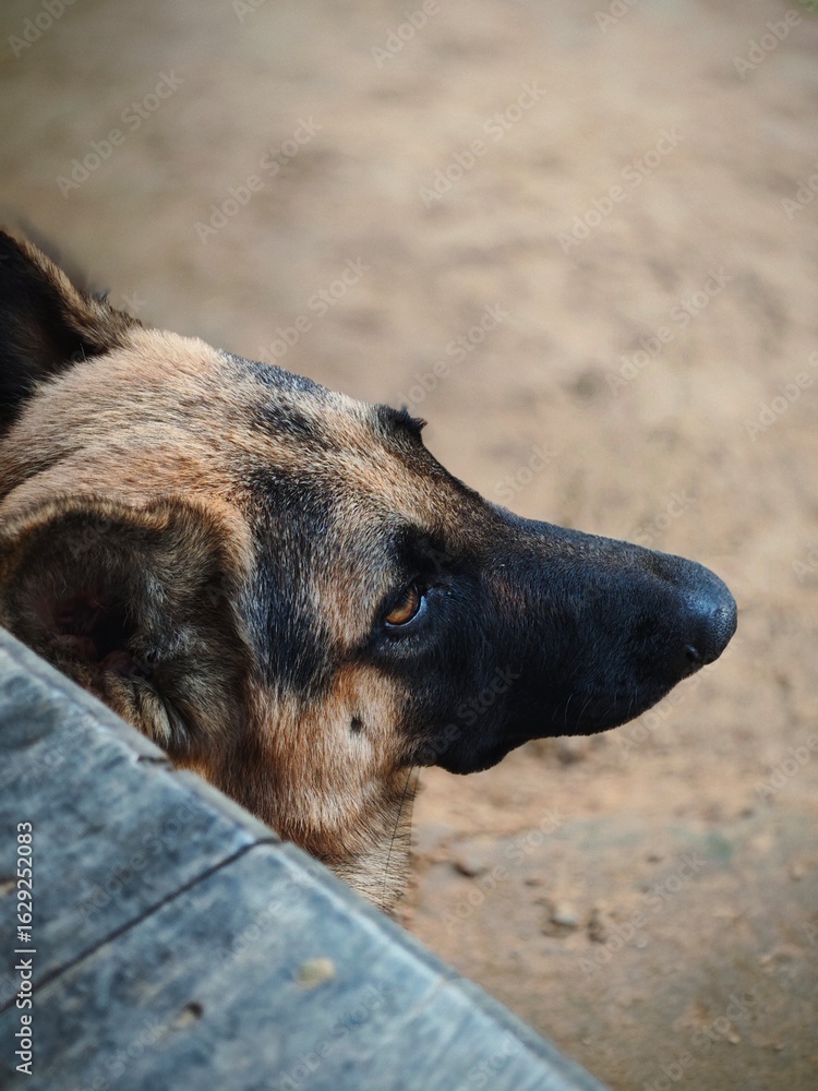 Fototapeta premium Side profile close-up of a German Shepherd dog looking alert outdoors