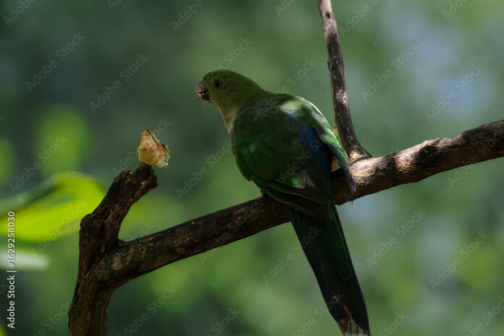 Fototapeta premium the female king parrot is perched on a branch eating