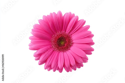 Vivid pink gerbera daisy, centered against white