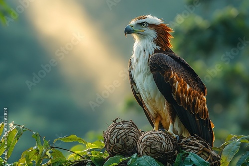 Philippine Eagle – Critically Endangered Raptor