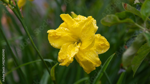 Yellow daylily flower in the garden.