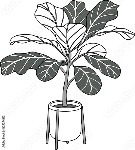 Vector art of fiddle leaf fig plant in pot isolated on white background illustration