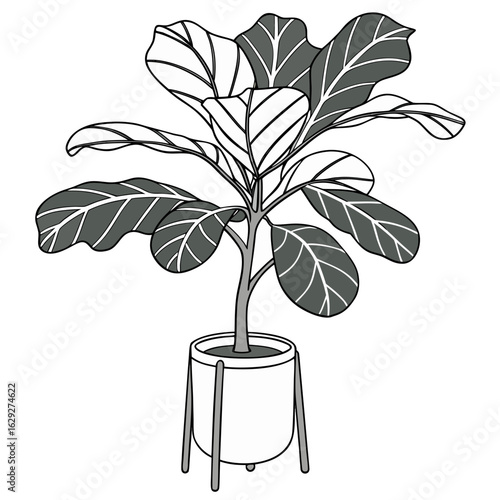 Vector art of fiddle leaf fig plant in pot isolated on white background illustration