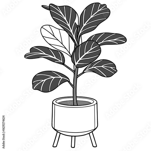 Vector art of fiddle leaf fig plant in pot isolated on white background line drawing