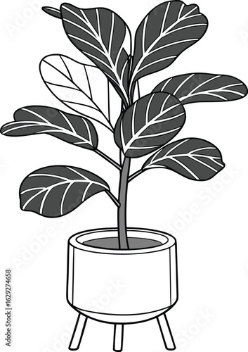 Vector art of fiddle leaf fig plant in pot isolated on white background line drawing